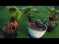 KUMPULAN BONSAI KELAPA INDONESIA TERKEREN VIRAL 2021