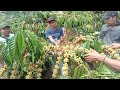 KLON TUGU SARI TEMBUS 3 kg biji kering dalam 1 batang di kebun bang saputra