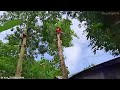 Cưa cây ngã đè qua nhà rất nguy hiểm / Sawing a tree that falls over a house is very dangerous |T661