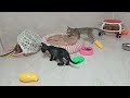 Funniest 2024🤔Cats and 🥒 Cucumbers - Awesome Funny Pet Videos 😻🐈