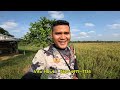 BERBURU DI SAWAH YANG KERING KERONTANG!! Brown Goshawk 🇮🇩