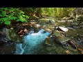 Música Relaxante: Flauta Indígena e Sons da Natureza -  Acalmar a Mente e Relaxar
