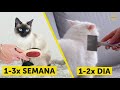 26 Erros Perigosos Que Donos De Gato Cometem