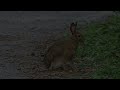 Snowshoe Hare