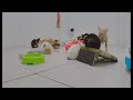 When Cats Are So Silly 😹 I will die laughing 😸😆 Best Funny Videos compilation Of The Month 🐕