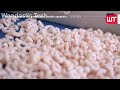 How Shrimp Are Caught & Processed | From Sea to the Shrimp Processing Factory