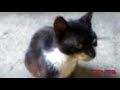 Watch my cat Figaro part 1