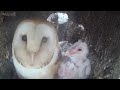 Barn Owl Pair Raise First Ever Chicks | Full Story | Willow & Ghost | Robert E Fuller