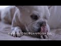 French bulldog　【てじゃもする】