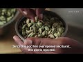 Why Green Cardamom Is So Expensive | So Expensive