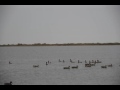 South Texas Duck Hunting Blue Bills Redheads Pintails