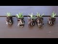 Propagate Rosemary from Cuttings