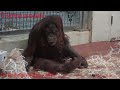 Philadelphia Zoo Orangutan Batu Contemplating Her Snacks