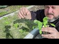 Comment cultiver le BASILIC (semis, plantation, récolte...)『TUTO』