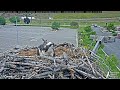 Hatch Incoming! Egg Starts Pipping At Hellgate Osprey Nest! – June 11, 2024