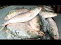 পদ্মার বড় বড় সাইজের ইলিশ মাছ কতটা সস্তায় বিক্রি হচ্ছে (মাওয়া ঘাট) দেখুন | Mawa fish market