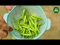 প্লাষ্টিক বোতলে মরিচ চাষ পদ্ধতি। Growing Peppers in Bottles at Home.