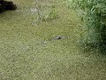 20060928 - Small Gator Swimming