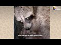 Raccoon Still Visits Her Favorite Human Years After She Was Released In The Wild | The Dodo