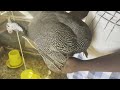 Guinea Fowl Farming: Guinea fowl breeding  guinea fowl male and female difference