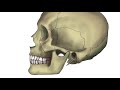 Human Skull - Anatomy Speed Paint