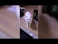 Is My Cat BROKEN? The Funniest Feline Derp Compilation Ever! 😻 #cats #derpycats #onehourcat