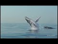 40 Ton Humpback Whale Leaps Entirely Out of the Water!  A Video by Craig Capehart