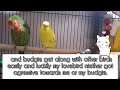 Which bird is best for beginner owners? (budgie vs cockatiel vs lovebird)