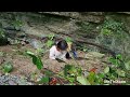 Two orphan sisters went to harvest agricultural products and met agiant snake