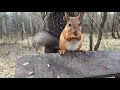 Как со мной разговаривала белка / How the squirrel talked to me