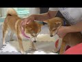 My older sister's Shiba-inu is furious at the puppy... We freeze in an awkward atmosphere...