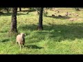 Happy Sheep 02 🐑 Santa Barbara Mission Saturday May 11 2024 ☀️
