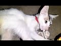 Funny Cute Cat Video 🐈🐈🐈🐈🐈|| Kitten Meow Meow 😺😺😺😺😺
