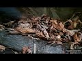 Rain Camping in Forest, Building Bushcraft Survival Shelter