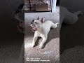 French Bulldog lets a fart slip while trying Pilates