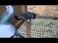 2024 breeding racing pigeons update