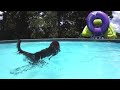 My Labradoodle Dog swimming in a pool and retrieving her Chuckit ball with underwater footage.