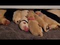 Labrador Retriever Gives Birth To 9 Adorable Puppies! Labrador Mom and Her New Puppies