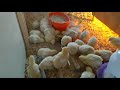 Chicks, Day 12