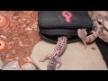 My leopard geckos all over my camera case.