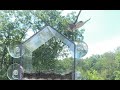 Bird taking off from the roof of a bird feeder in slow motion