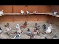 California's Exclusive Fancy Pigeon Collection