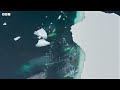 Incredible Orca Hunt | Frozen Planet II | BBC Earth