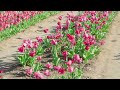 Ultimate Spring Nature Relaxation In 4k With Soothing Music