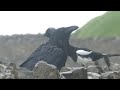 Great Orme Ravens