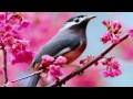 1 Час - Поют птицы - Amazing Birds Singing