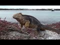 Relaxation Music With Animals 🦎 Reptiles 🦎 for Meditation, Relaxation, Stress Relief, and Sleep