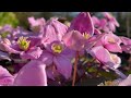 Pink Clematis: April Showers bring May flowers xx #flowerpower 😁😍