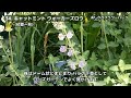 【おぎはら植物園のプロ直伝】秋植え！花期が長い！店長オススメ宿根草34選を紹介！秋のガーデニング ！あしかがフラワーパーク・代々木東京パークガーデンアワード・中之条ガーデンズ・はままつフラワーパーク