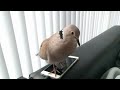 Pet dove Skippy bow cooing on the phone and cooing to me